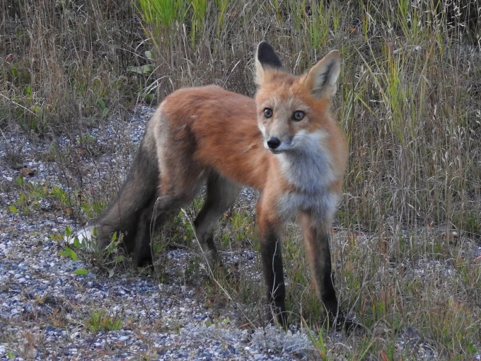 Red Fox, Killarney PP, ONT