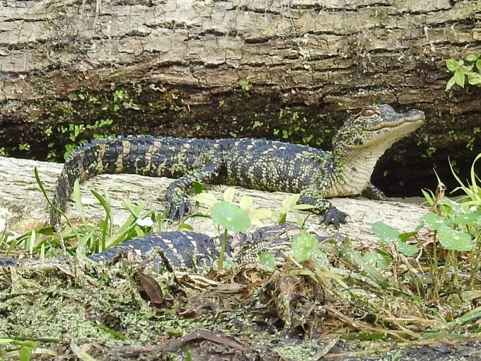 Alligator, Silver River, FL