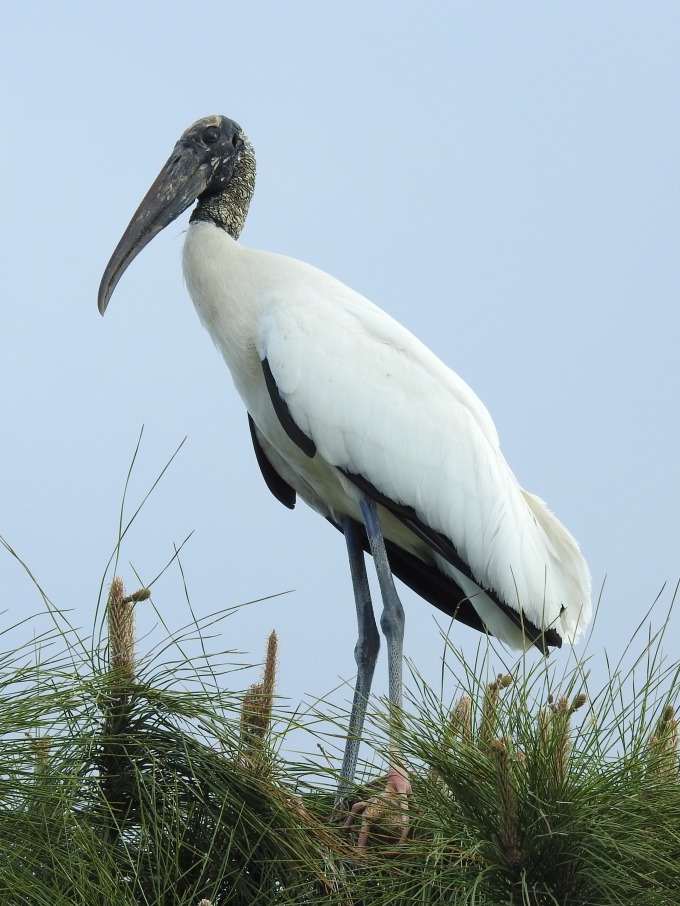 Wood Stork, Loop Road, Big Cypress National Preserve FL