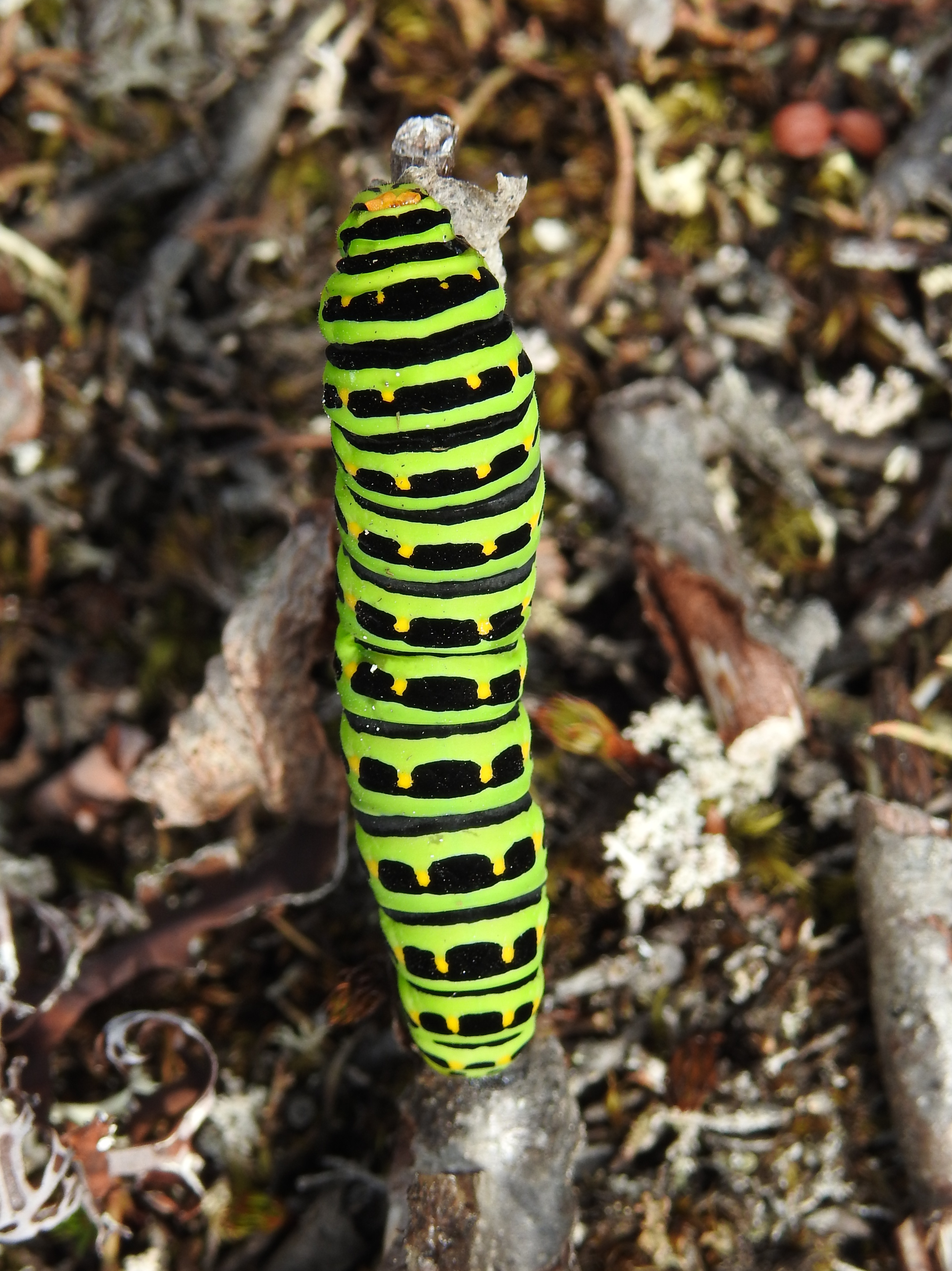 Old World Swallowtail caterpillar, Dalton Highway, AK
