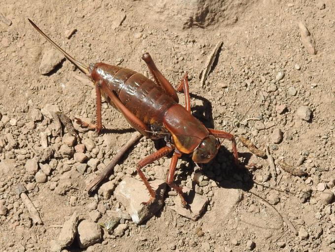 Mormon Cricket, above Lye Creek Cpgd, Santa Rosa Range, NV
