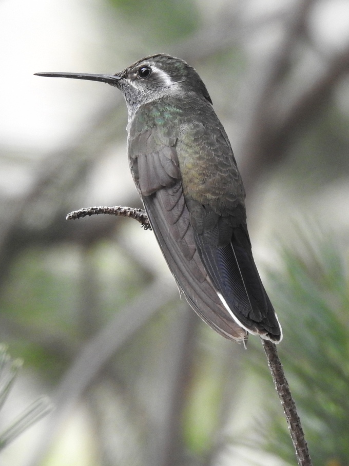 Blue-tailed Hummingbird, Cave Creek Ranch, Portal, AZ
