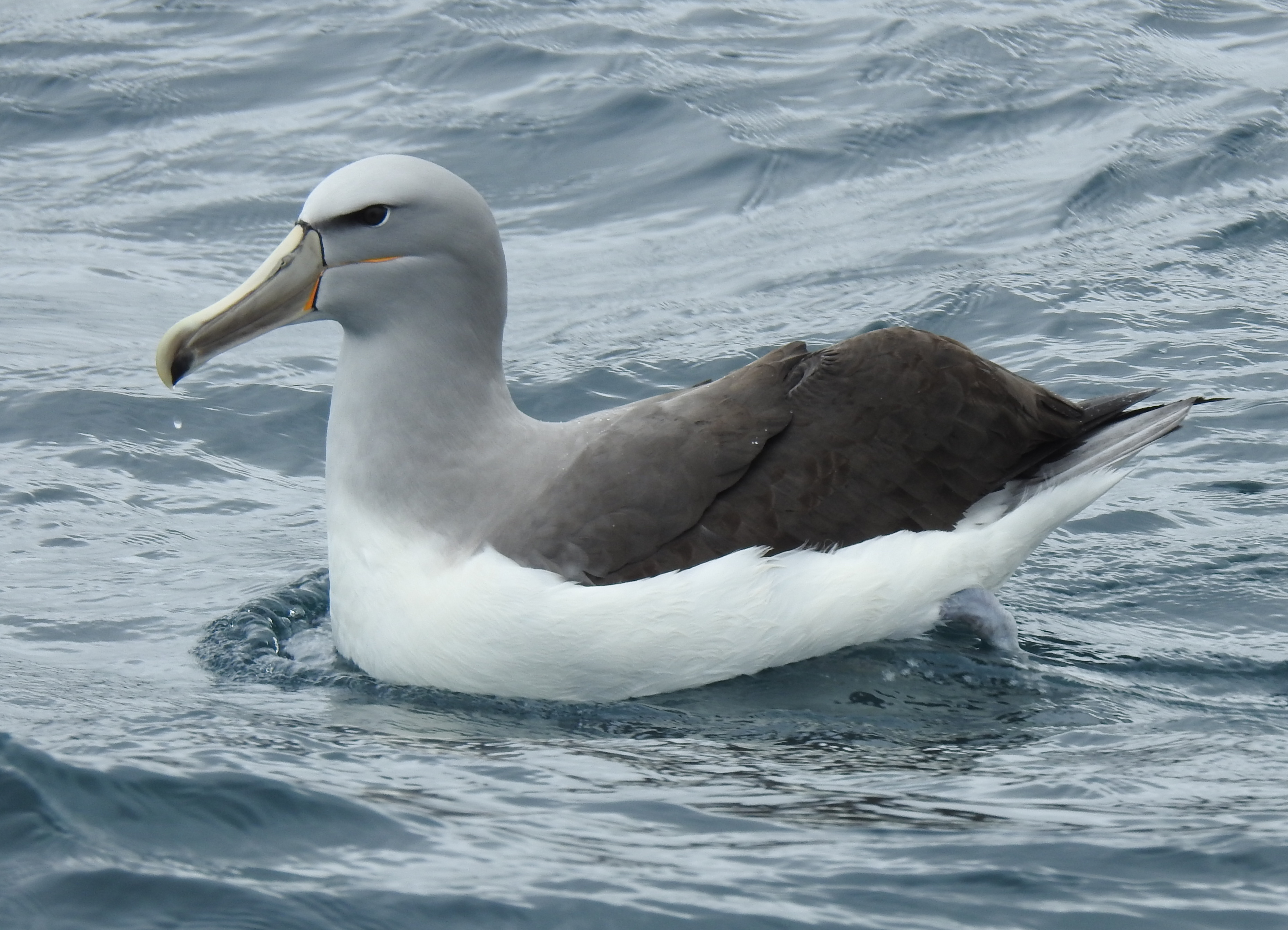 Salvin's Albatross, off Stewart Island, New Zealand