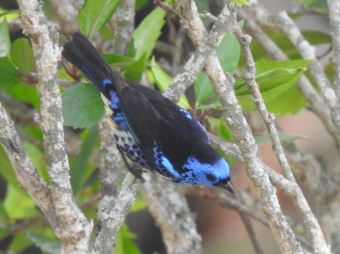Turquoise Tanager, Botanical Gardens, Georgetown, Guyana